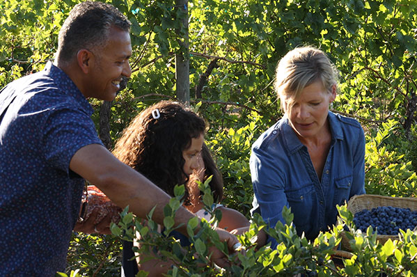 family picking blueberries